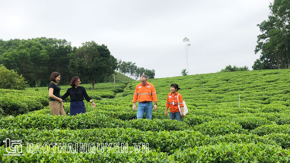 Công ty không chỉ quan tâm đến sản xuất, kinh doanh mà còn quan tâm đến an sinh xã hội tại các địa phương vùng Dự án. Trong ảnh: Lãnh đạo Công ty thăm đồi chè hữu cơ xã Tân Linh ( Đại Từ).