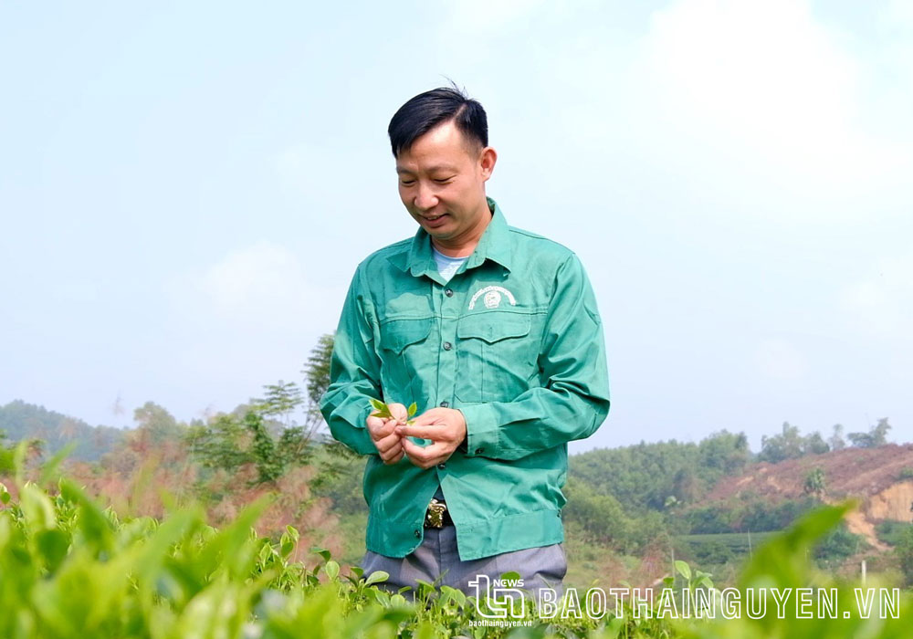 Người nuôi khát vọng đưa chè Vô Tranh vươn xa