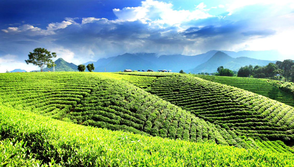 Vùng chè nổi tiếng dưới chân dãy Tam Đảo.