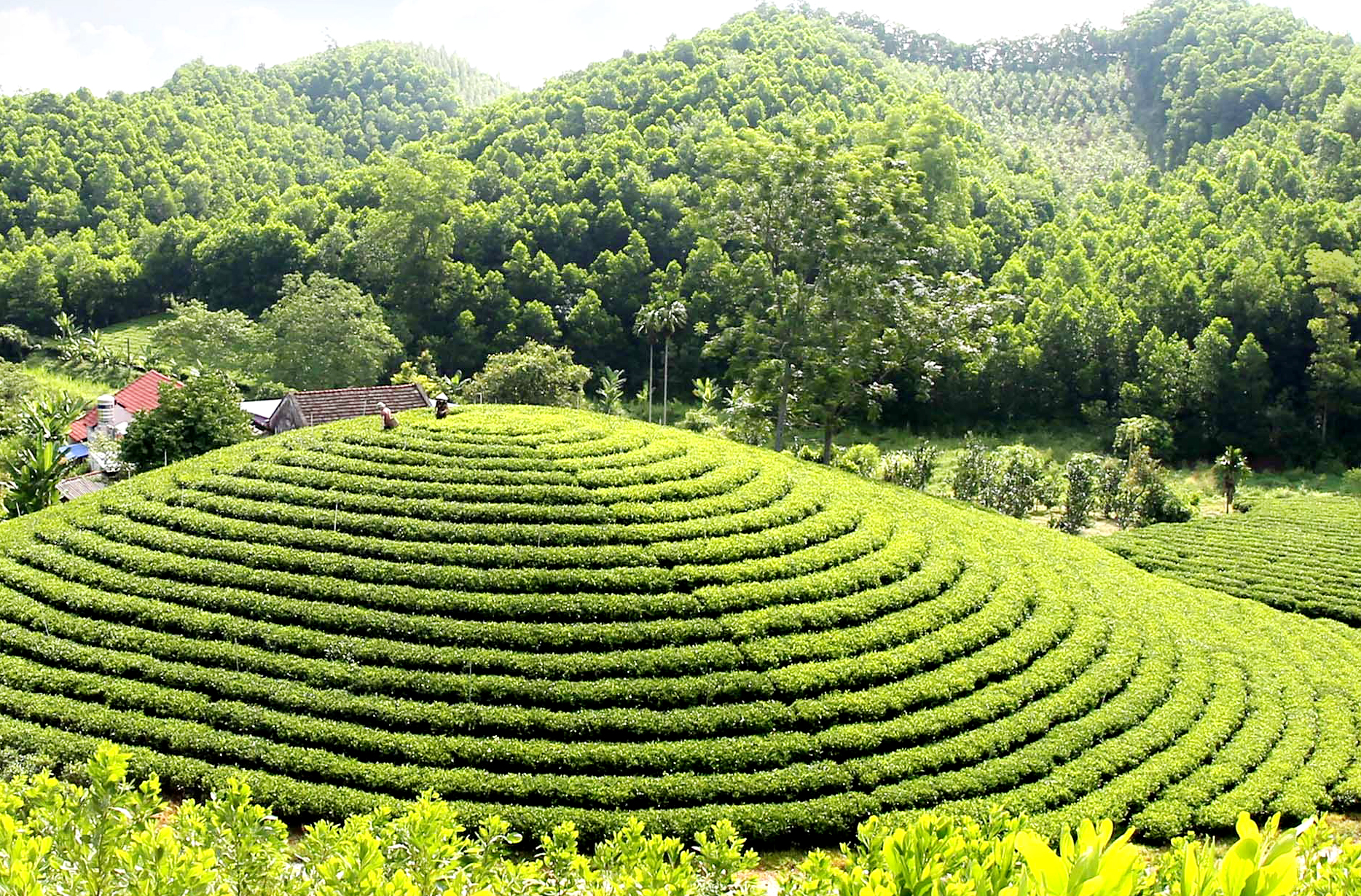 Thái Nguyên với đặc trưng những đồi chè “bát úp”.