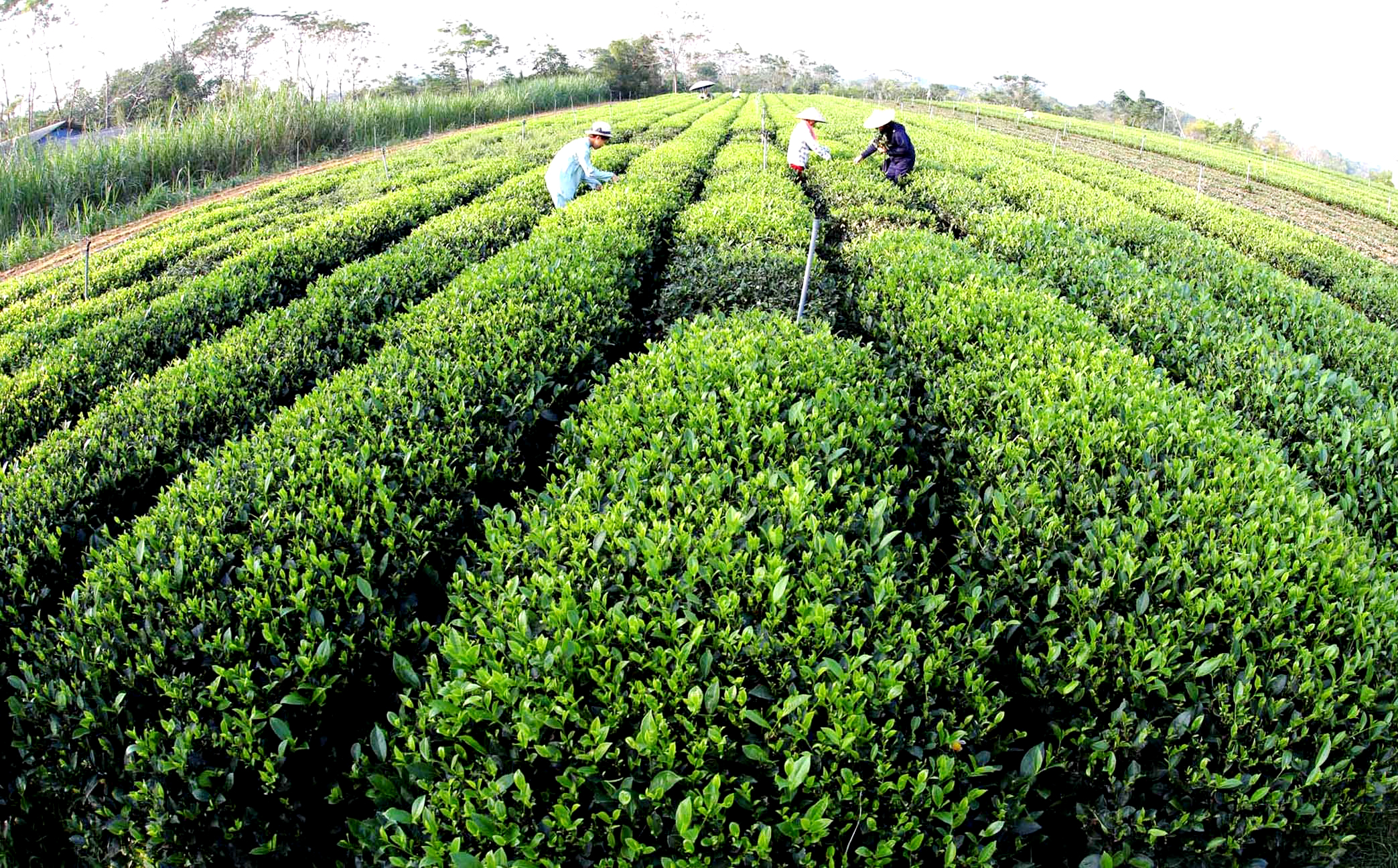 Những nương chè vào vụ xanh ngút ngát.