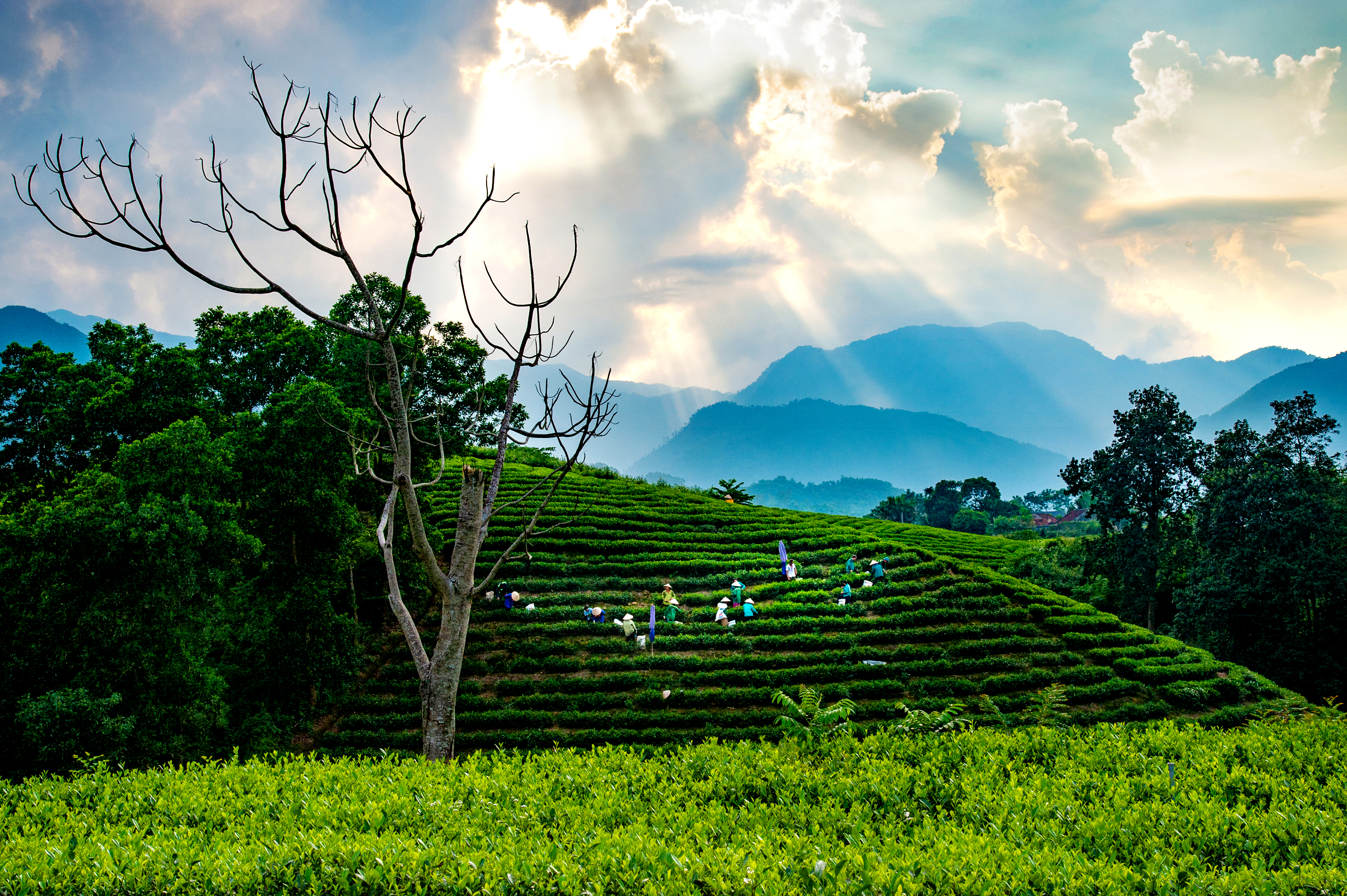 Hoàng hôn trên những nương chè.