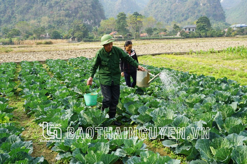 Ông Hoàng Văn Minh, xóm Thịnh Khánh, xã Dân Tiến (Võ Nhai) phát triển kinh tế tại gia đình.
