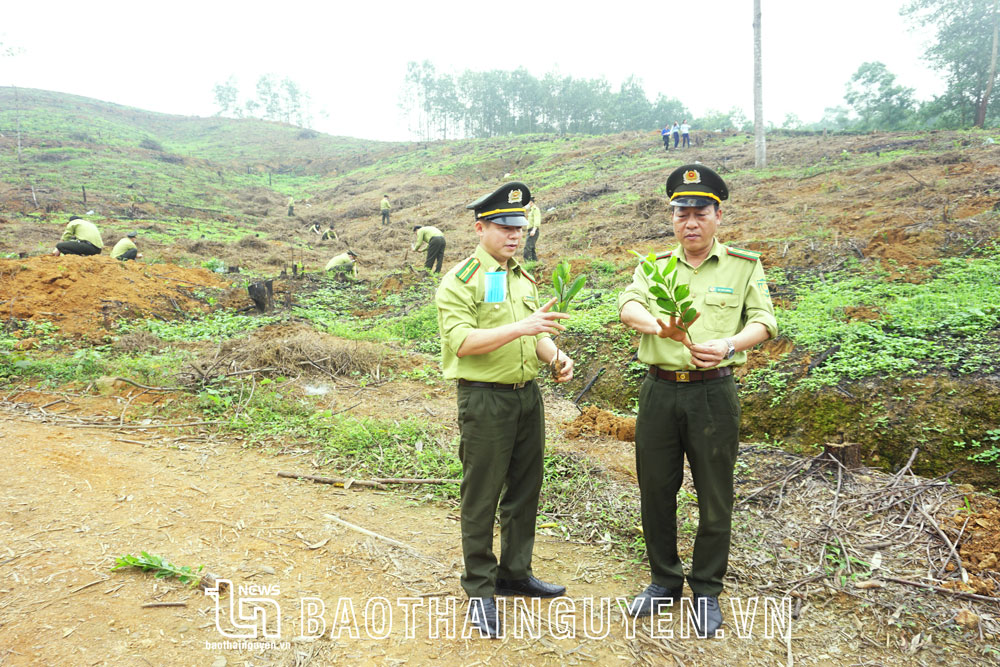 Tết trồng cây Xuân Quý Mão - nhân lên màu xanh đất nước