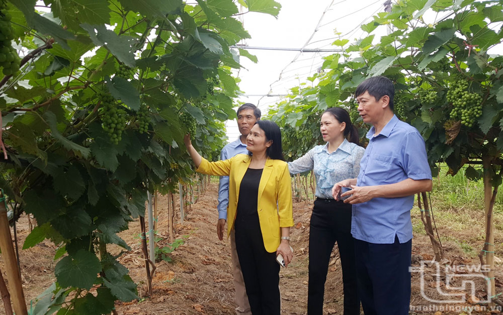 TP. Thái Nguyên: Trồng nho hạ đen cho năng suất từ 14-16 tấn/ha