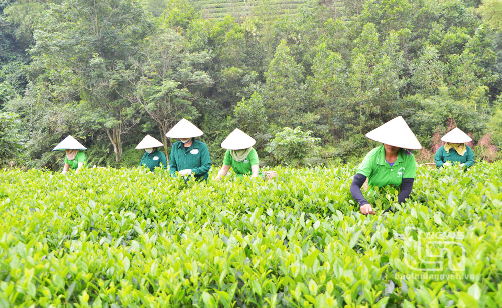 Đại Từ: Phấn đấu giá trị sản phẩm trên đất nông nghiệp đạt 143 triệu đồng/ha