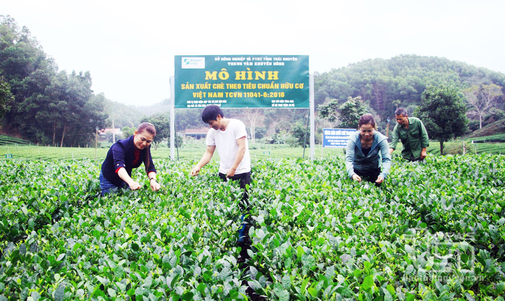 Mô hình sản xuất chè theo tiêu chuẩn hữu cơ được Trung tâm Khuyến nông tỉnh hỗ trợ triển khai tại Hợp tác xã chè Văn Hán, xã Văn Hán (Đồng Hỷ) năm 2023, với quy mô 6ha, có 20 hộ dân tham gia.