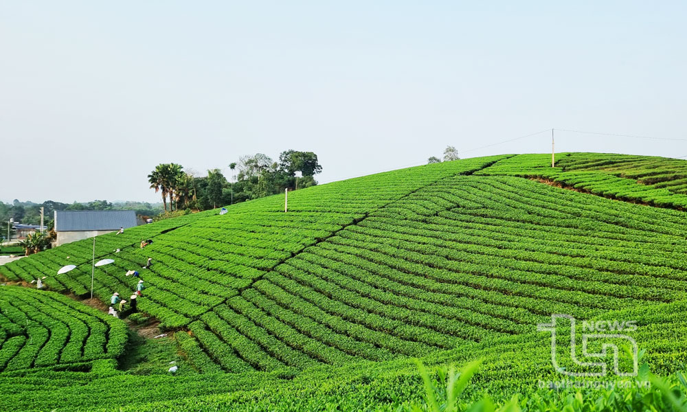7ha chè của xóm Non Bẹo, xã La Bằng (Đại Từ) được HTX chè La Bằng chọn tham gia mô hình sản xuất theo hướng hữu cơ. Ảnh: A.N