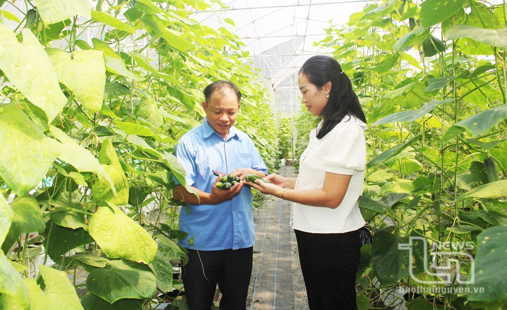 TP. Sông Công: Phấn đấu giá trị sản xuất nông, lâm nghiệp, thủy sản tăng 3%