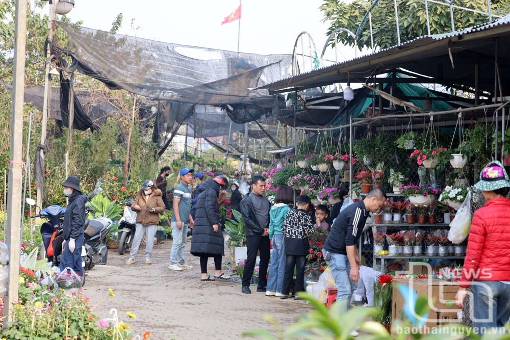Người dân tấp nập chọn mua hoa Tết tại chợ hoa truyền thống.tại chợ hoa, cây cảnh trên đường Thanh Niên.