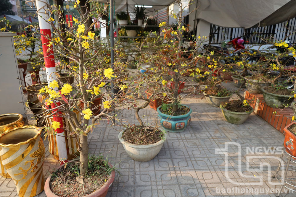 Một khu vực bán mai vàng phương Nam.