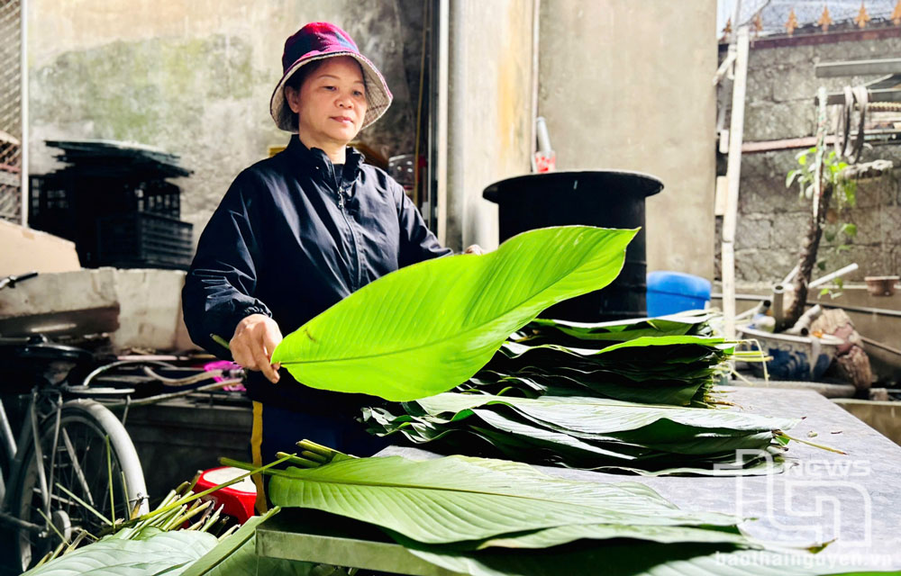 Công đoạn chuẩn bị lá dong để gói bánh chưng.