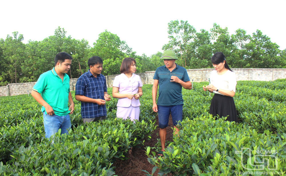 TP. Thái Nguyên đa dạng hóa sản phẩm từ cây chè