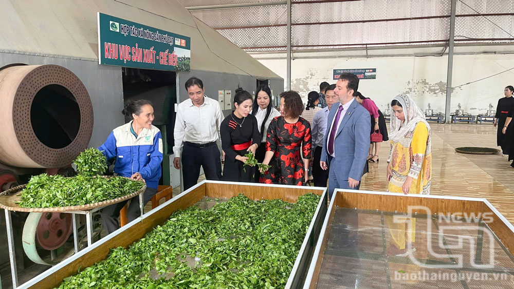 Thái Nguyên: Diện tích đất sản xuất nhỏ, giá trị thu được lớn
