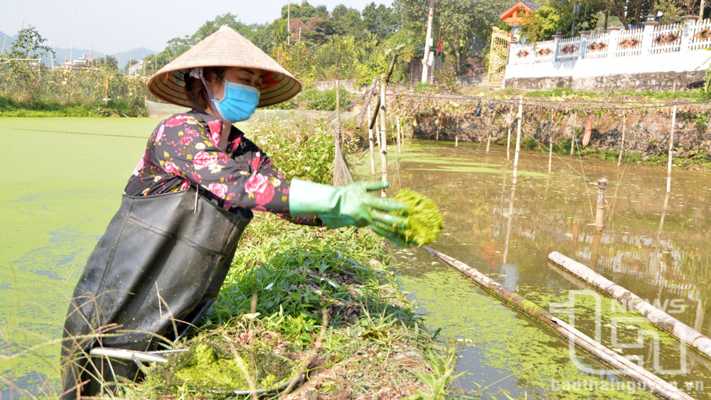 Cổng Đồn phát huy lợi thế để phát triển kinh tế
