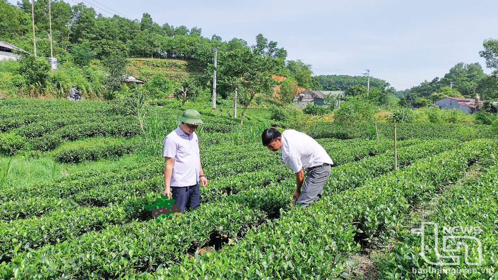 Hỗ trợ sản xuất an toàn cho 745ha cây trồng