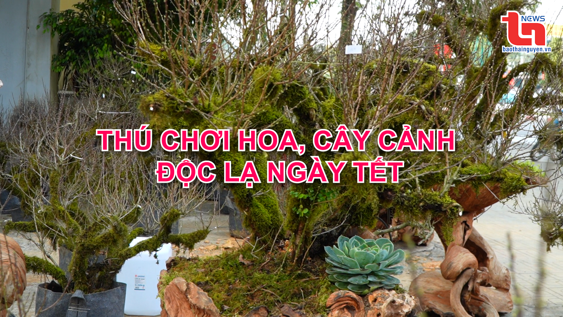 Góc nhìn cuối tuần ngày 19/01/2025: Thú chơi hoa, cây cảnh độc lạ ngày Tết