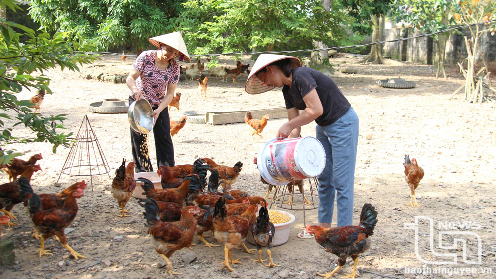 Phú Bình: Giảm nghèo vượt hơn 15% so với kế hoạch