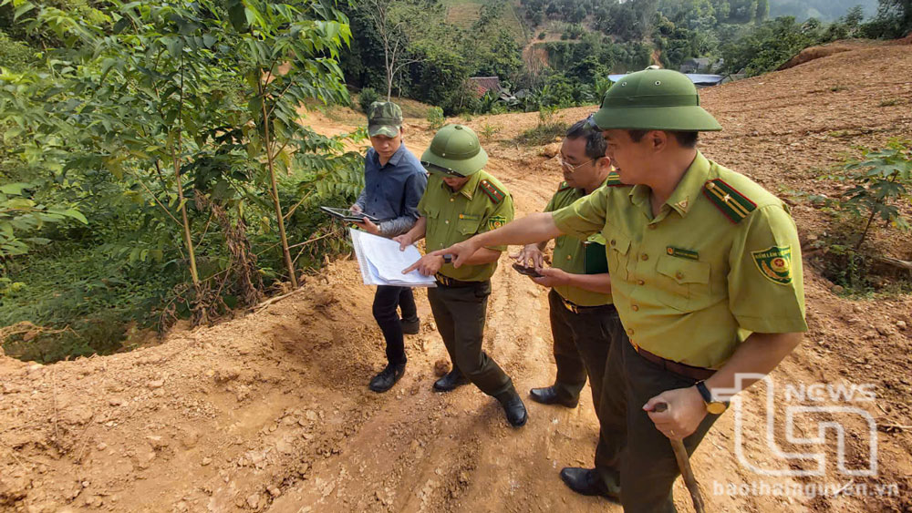 Tăng cường quản lý, bảo vệ và phát triển rừng