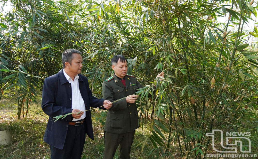 14,6ha măng Lục Trúc của Hợp tác xã nông nghiệp công nghệ cao Phú Lương đã được cấp chứng chỉ quản lý rừng bền vững FSC.