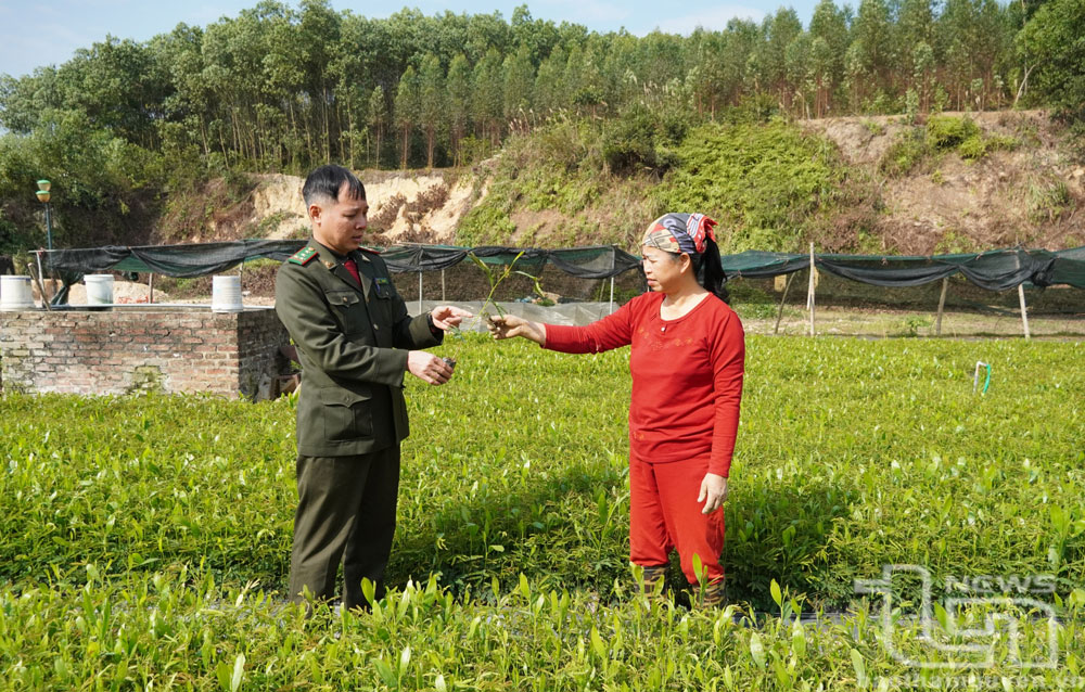 Nhiều hộ dân trên địa bàn tỉnh đầu tư vườn ươm, đáp ứng nhu cầu cây giống lâm nghiệp của bà con.