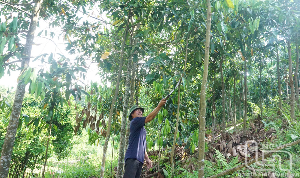 Cây quế đã được nhiều hộ dân ở xã Kim Phượng (Định Hóa) trồng thay thế cây keo.