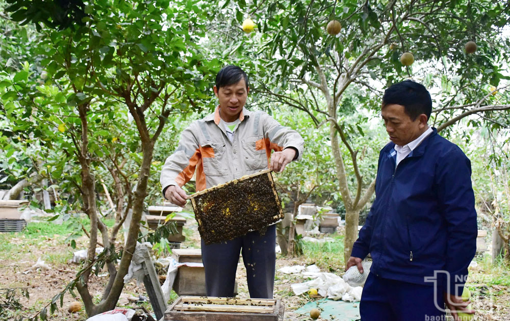 Ông Nguyễn Văn Sự (bên phải), ở xóm Đồng Hòa, là một trong những nông dân xã Nga My sớm chuyển đổi cơ cấu cây trồng , đưa cây ăn quả về trồng mang lại hiệu quả qủa kinh tế cao tại xã Nga My.