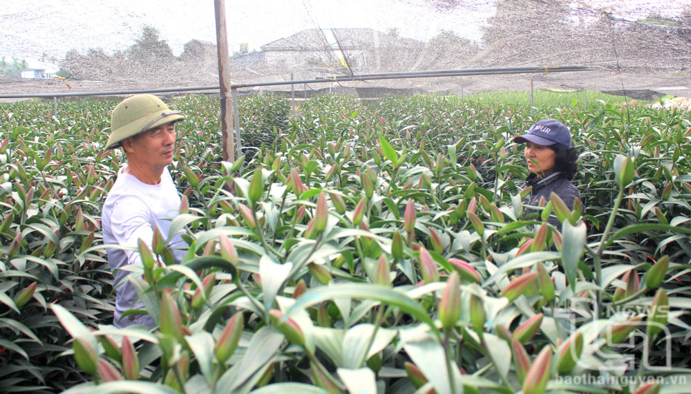 Phúc Hà cán đích nông thôn mới nâng cao
