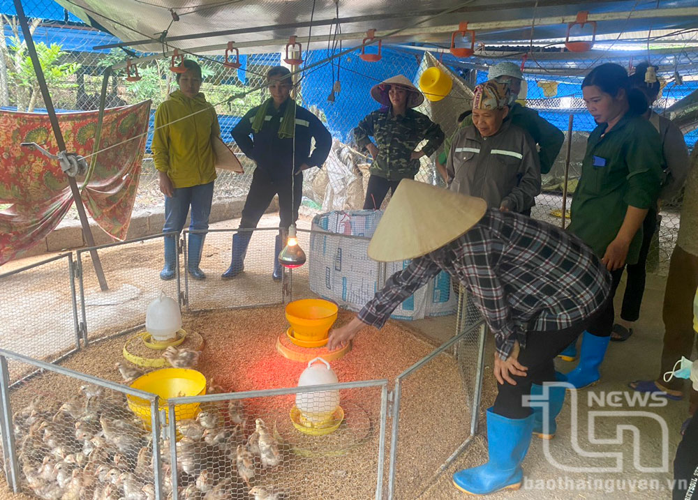 Lớp thực hành kỹ thuật nuôi và phòng trị bệnh cho gà tại xã Văn Lăng (Đồng Hỷ).