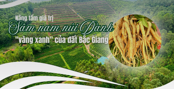 Nâng tầm giá trị sâm nam núi Dành - "vàng xanh" của đất Bắc Giang