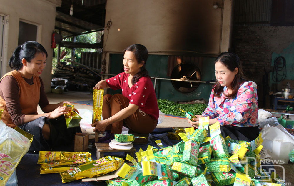 Thị trấn Sông Cầu khuyến khích người dân phát triển kinh tế, nhất là từ cây chè.