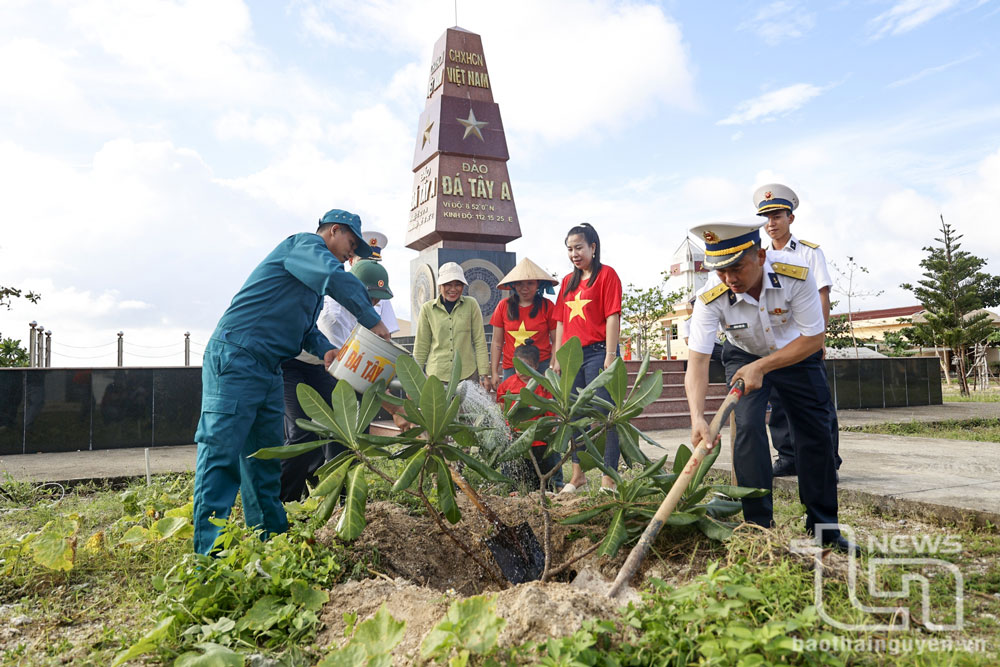 Cây bàng vuông với đặc điểm chịu được khí hậu, sóng gió khắc nghiệt nên được trồng ở hầu hết các đảo, điểm đảo ở quần đảo Trường Sa.