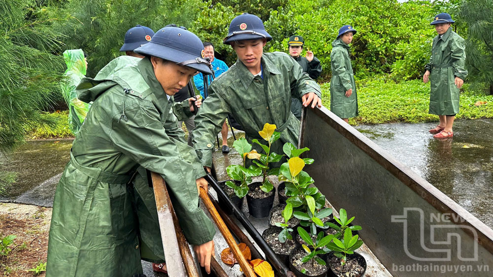 Hưởng ứng phong trào Mùa Xuân là Tết trồng cây, dịp đầu năm, mỗi cán bộ, chiến sĩ ở quần đảo Trường Sa đều có ý thức trồng cây phủ xanh các đảo, điểm đảo.