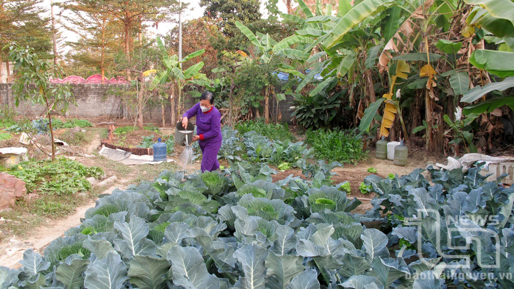 Tái chế rác hữu cơ thành phân bón
