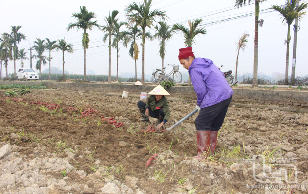Chủ động để giành thắng lợi vụ xuân