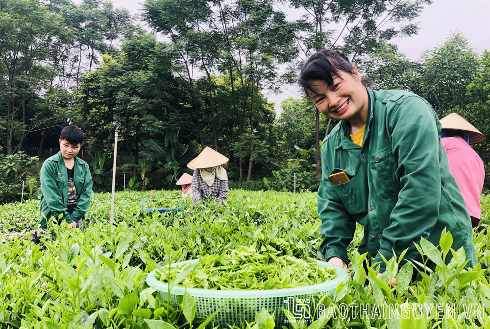 Thành viên Hợp tác xã Chè Thủy Thuật, xã Phúc Trìu (TP. Thái Nguyên), thu hái chè xuân.