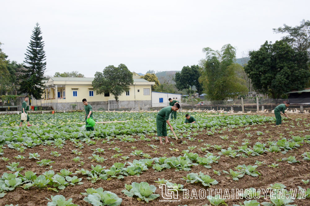 Tham gia quân ngũ không chỉ được huấn luyện, các chiến sĩ còn học cách tăng gia sản xuất, phục vụ chính cuộc sống của mình.