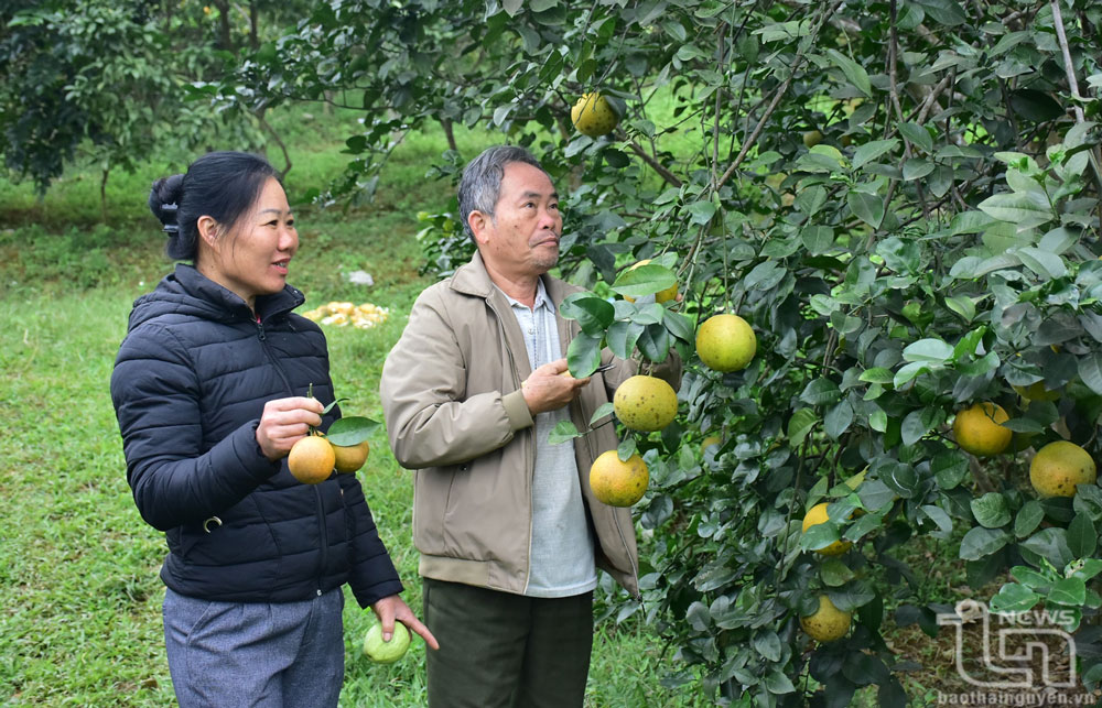 Chuyện làm giàu của lão nông U70