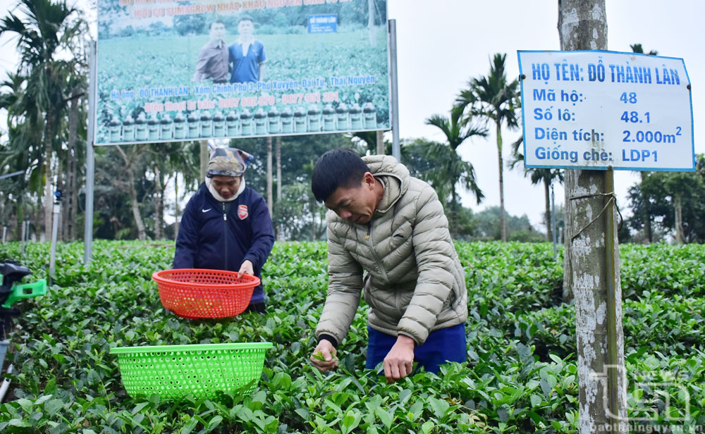 Nông dân Phú Xuyên bắt nhịp với sản xuất chè hữu cơ