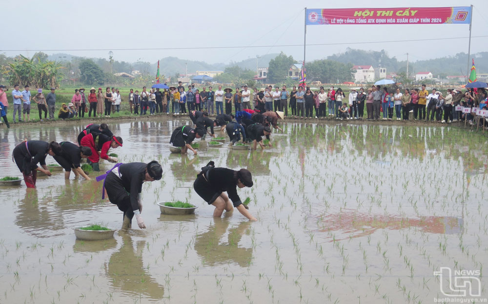 Hội thi cấy.