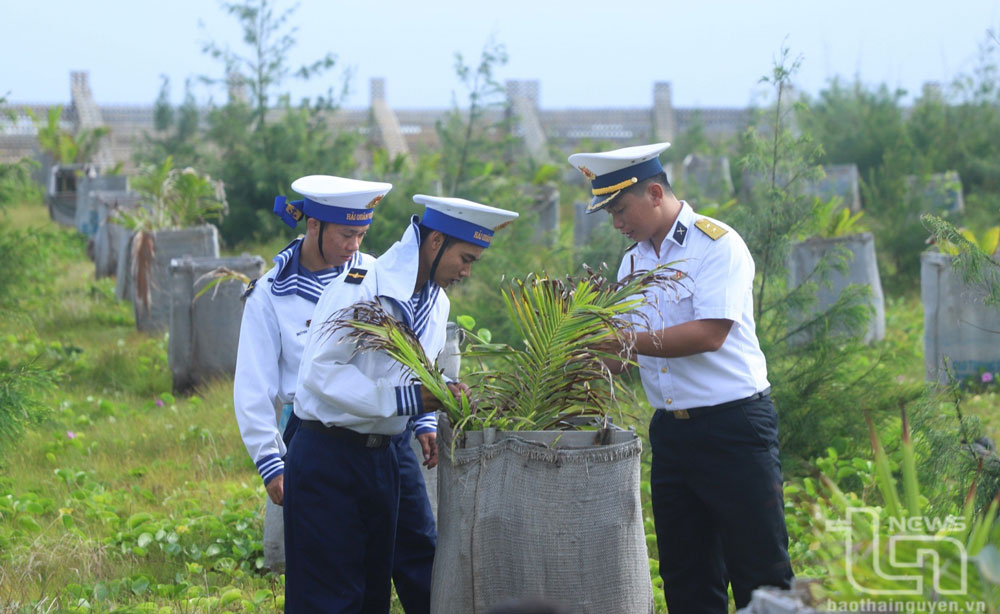 Cán bộ, chiến sĩ đảo Trường Sa che chắn giúp cây mới trồng chống chọi với gió bão.