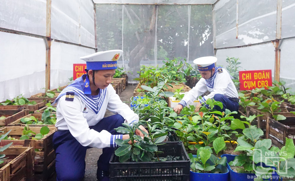 Vườn ươm cây giống của cán bộ, chiến sĩ đảo Trường Sa.