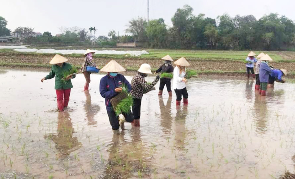 Gần 100 phụ nữ tham gia cấy lúa giúp hội viên có hoàn cảnh khó khăn