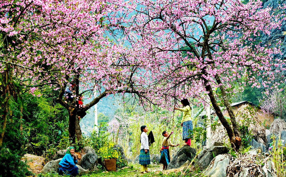 Những đốm lửa hoa đào