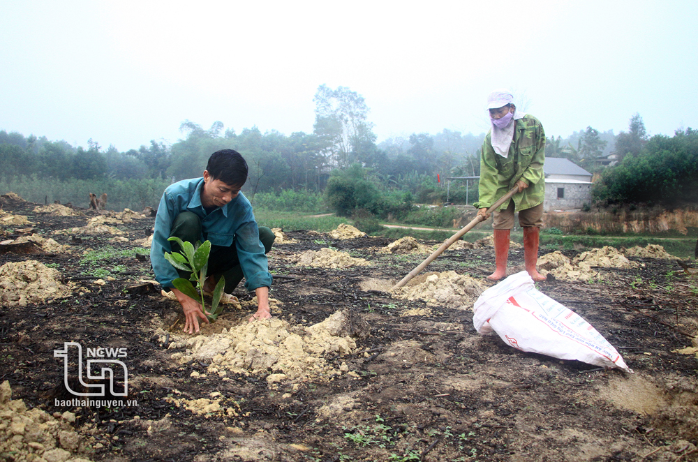 Nhộn nhịp trồng rừng vụ xuân