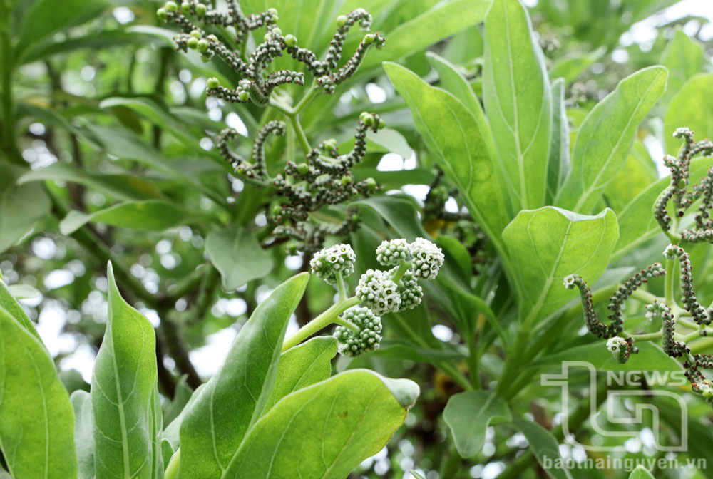 Cây phong ba xanh ngát ở Trường Sa.