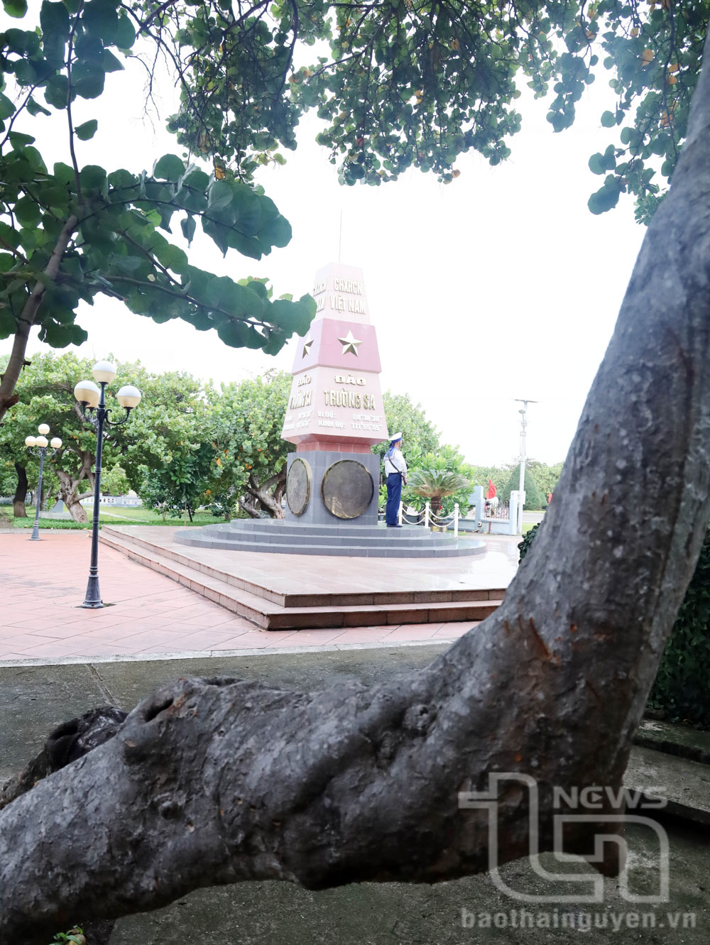 Những thân cây xù xì mang dấu ấn thời gian và bao công sức chăm sóc của bộ đội Trường Sa.