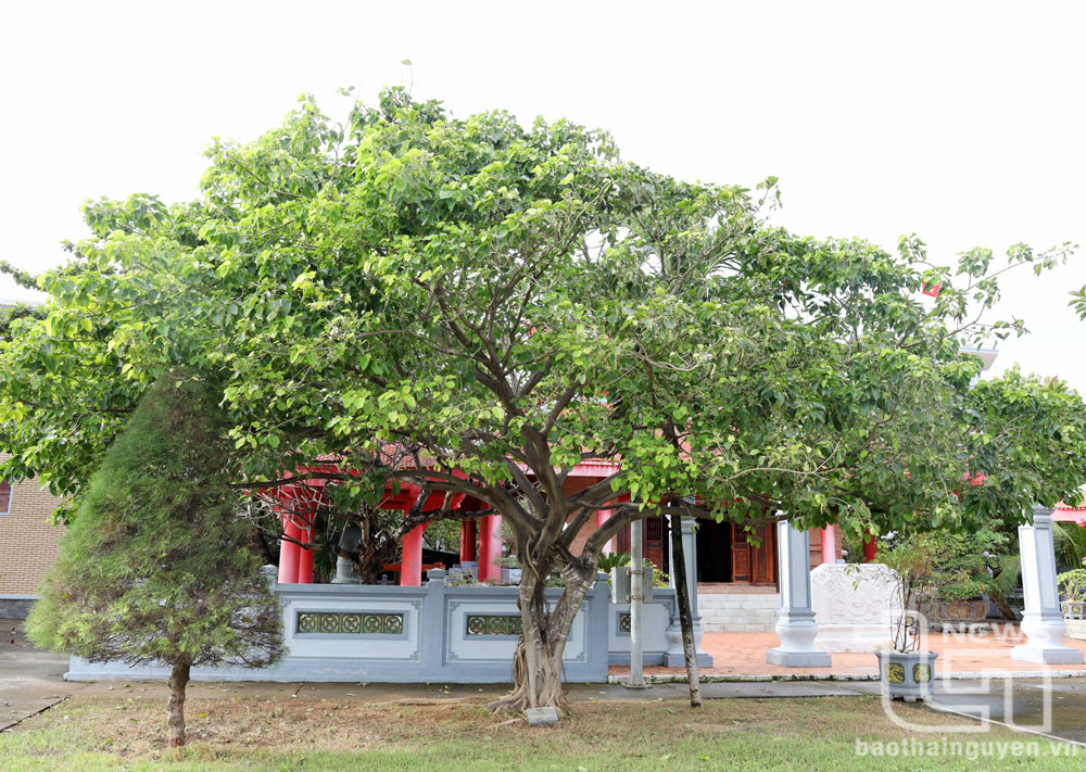 Cây bồ đề trước Nhà tưởng niệm Chủ tịch Hồ Chí Minh ở đảo Trường Sa.