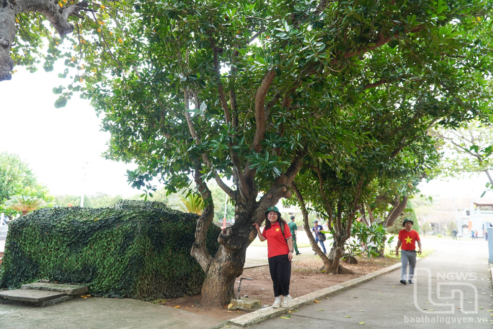 Bất cứ ai đến với Trường Sa đều thích thú ngắm nhìn, chụp hình lưu niệm bên những thân cây trên đảo.