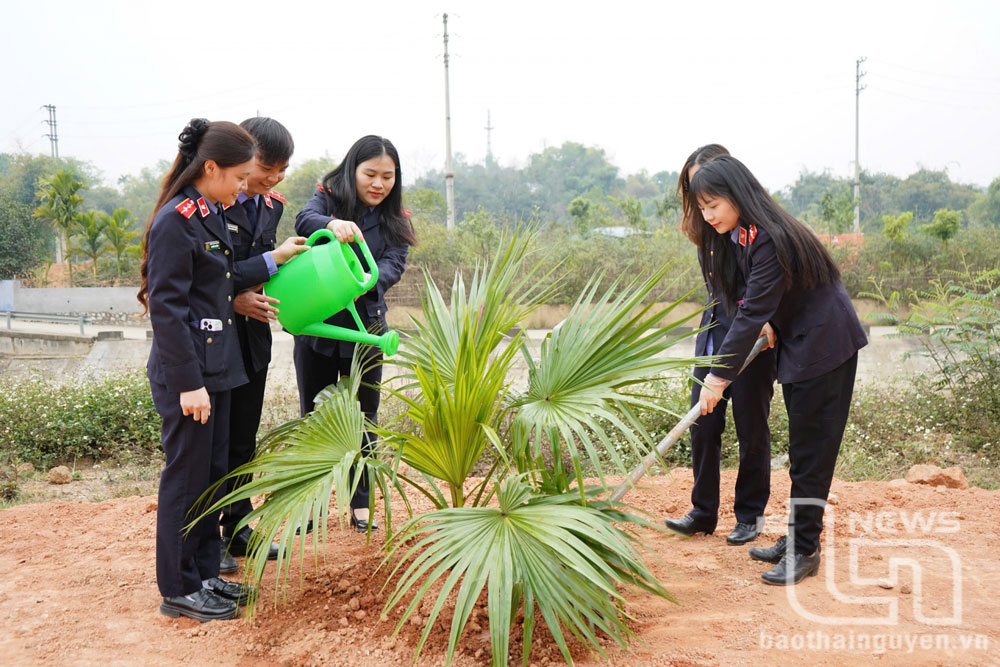 Cọ là cây truyền thống, đặc trưng của vùng đất cách mạng ATK Định Hóa nên được lựa chọn trồng tại Lễ phát động.
